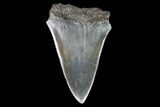 Fossil Mako Shark Tooth - Georgia #75223-1